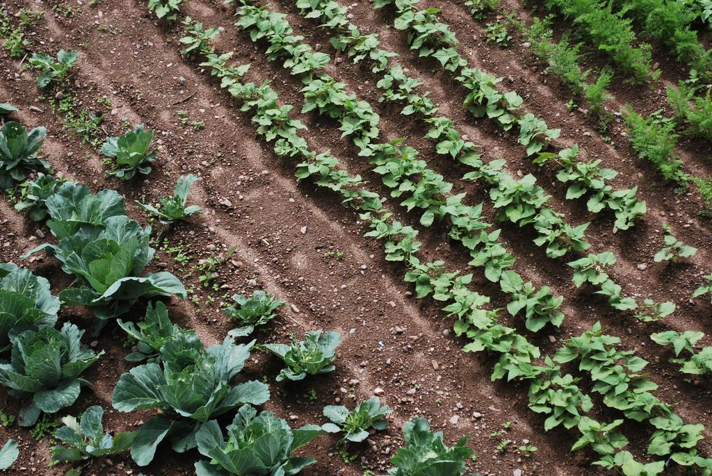 Maso La Vecchia Quercia Vendégház Baselga di Pinè Kültér fotó