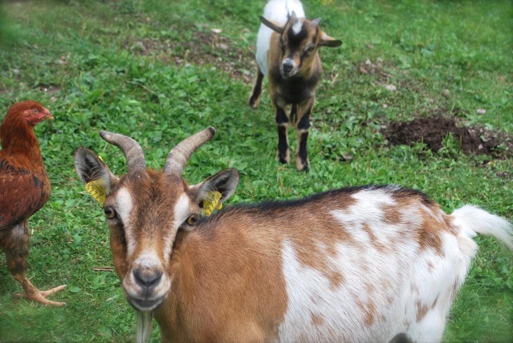 Maso La Vecchia Quercia Vendégház Baselga di Pinè Kültér fotó